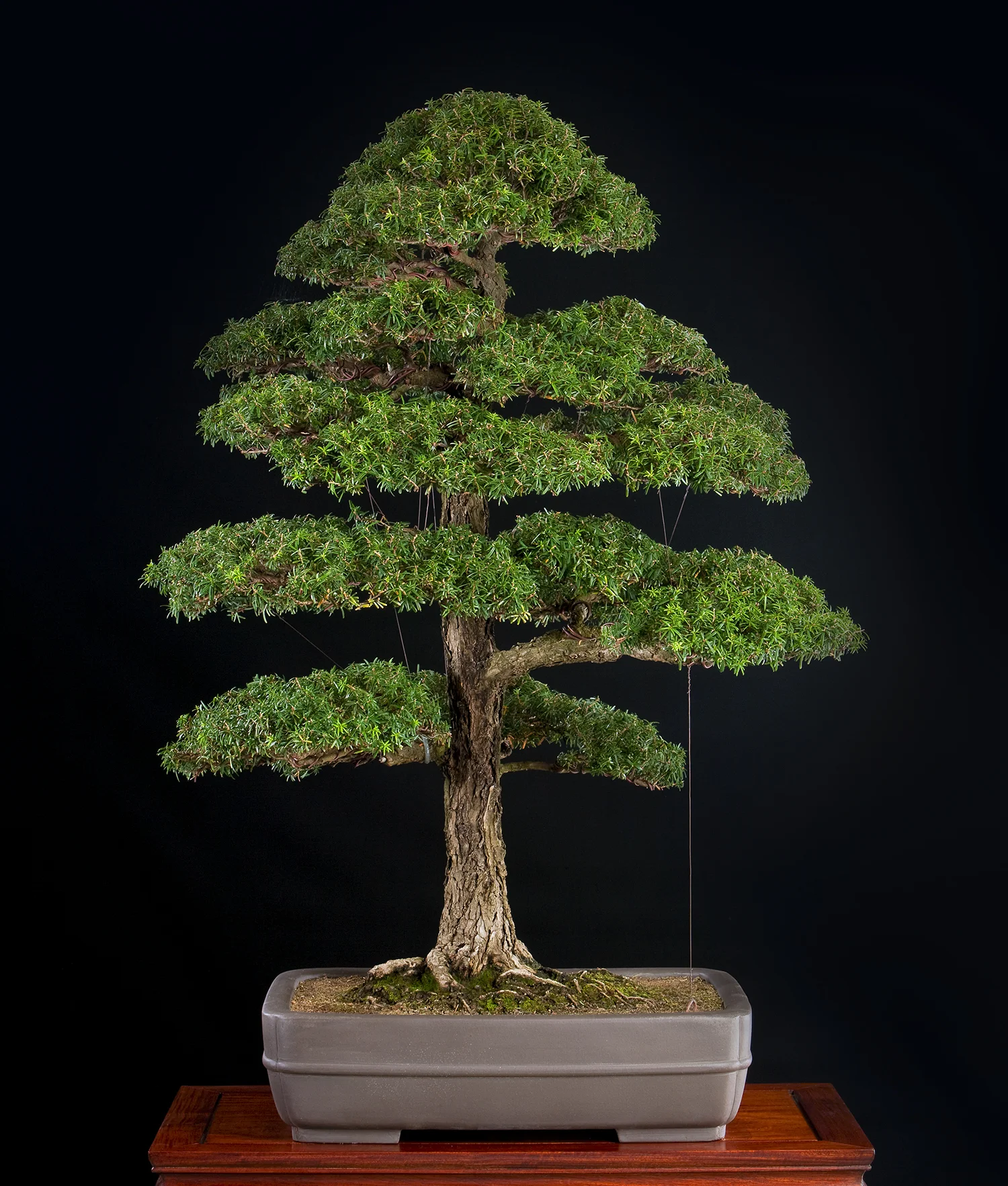 Japanese Collection — National Bonsai Foundation